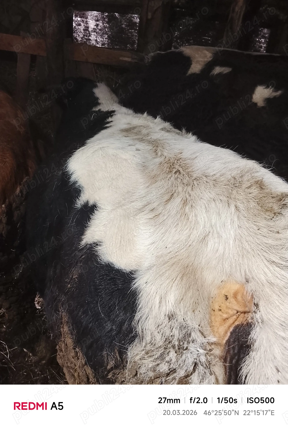 Vând două vacii de 8 ani