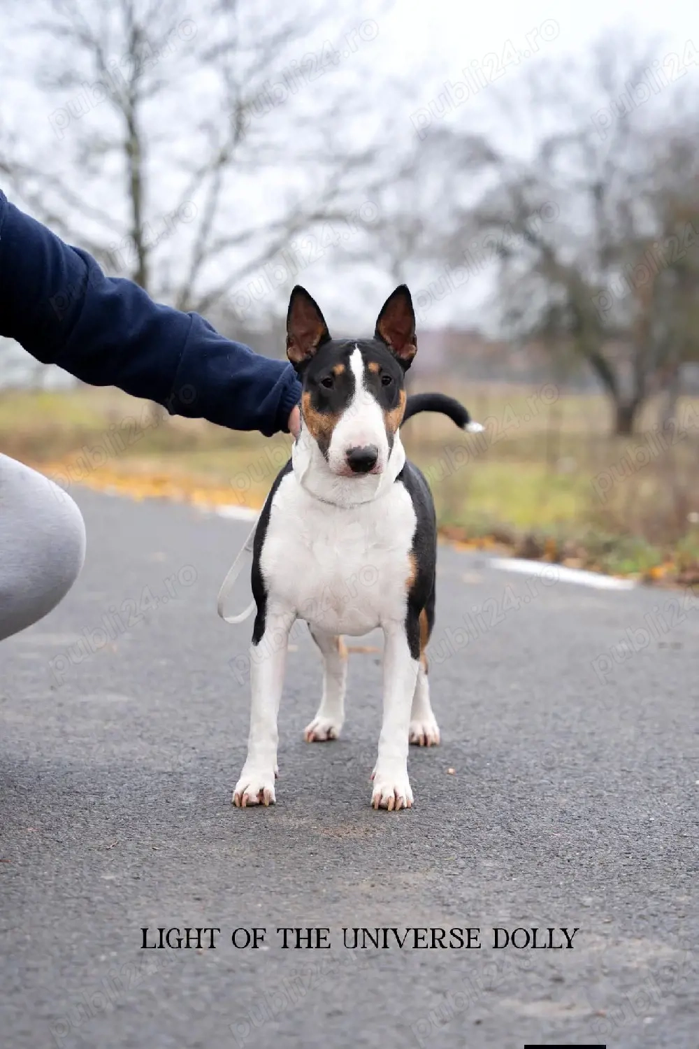femela Bull terrier adopție 