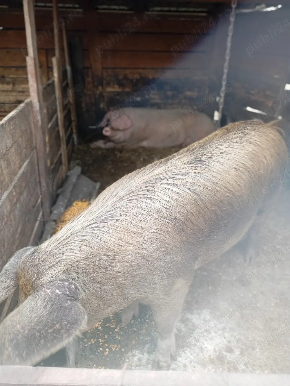 porci de vânzare 