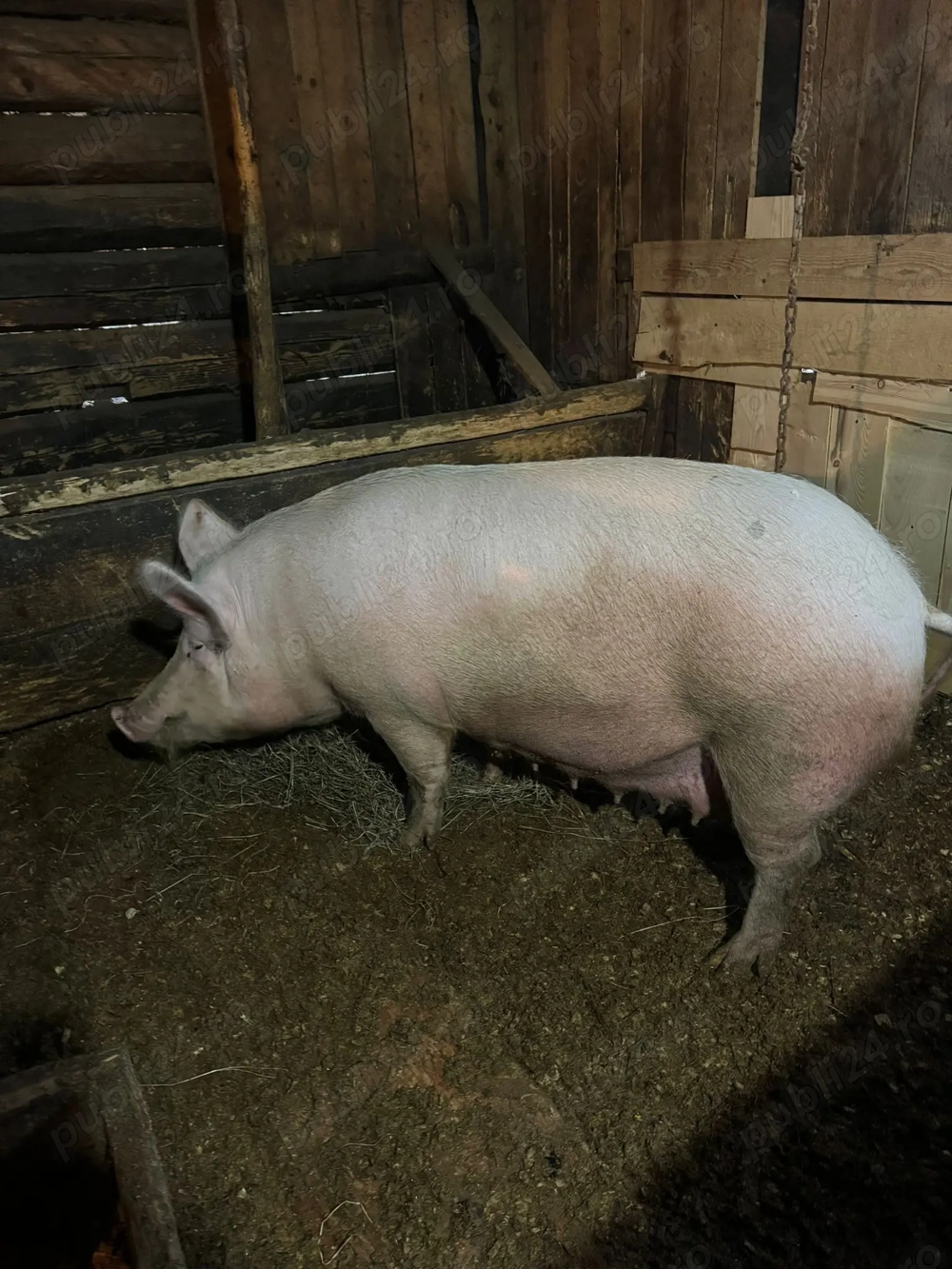 Vând purcei și scroafă gestantă 