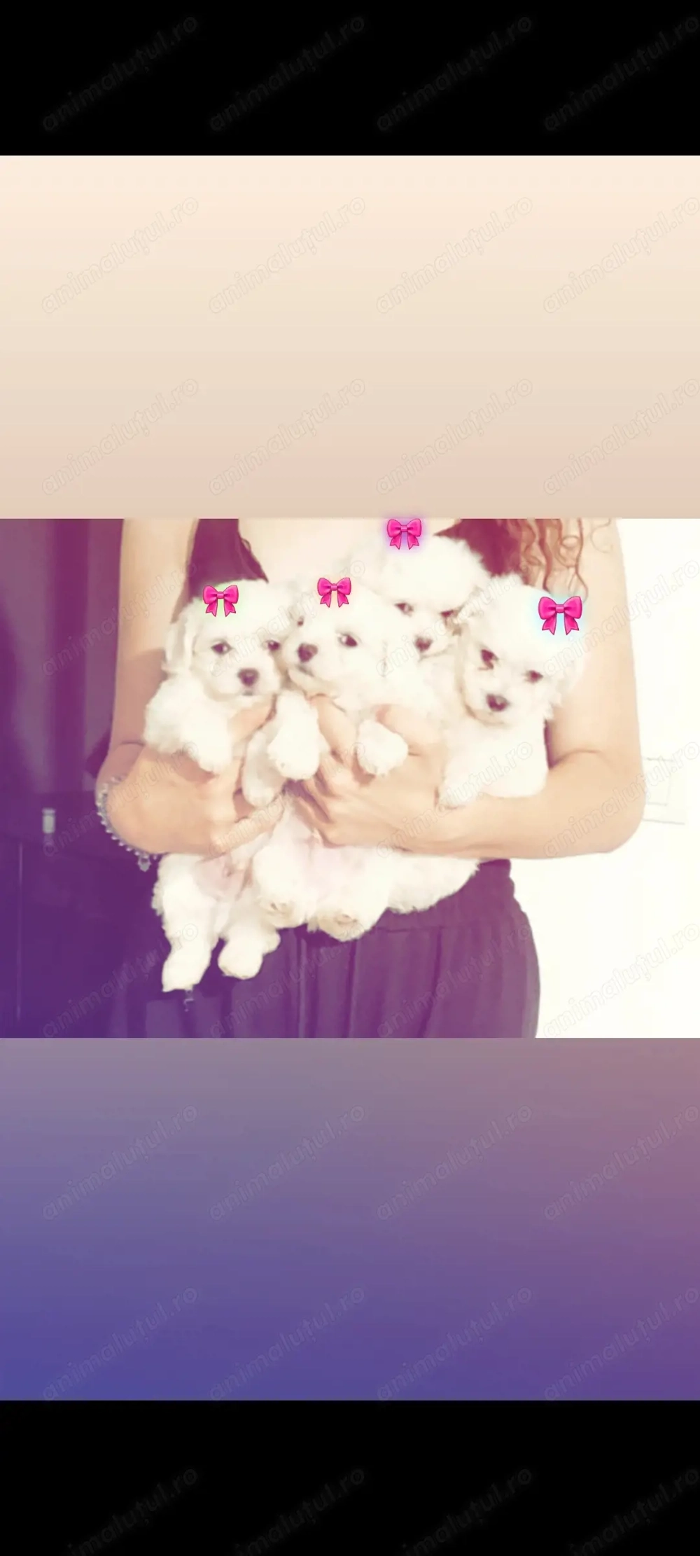 De vânzare:Câini bichon mini toy