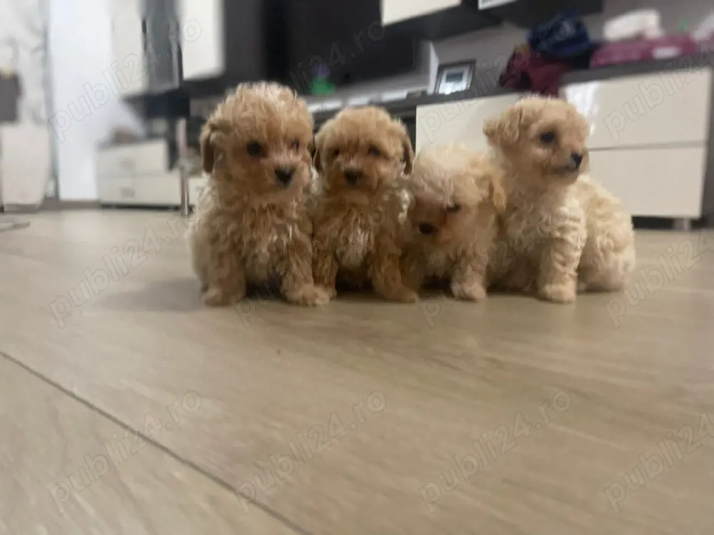 Catei maltipoo