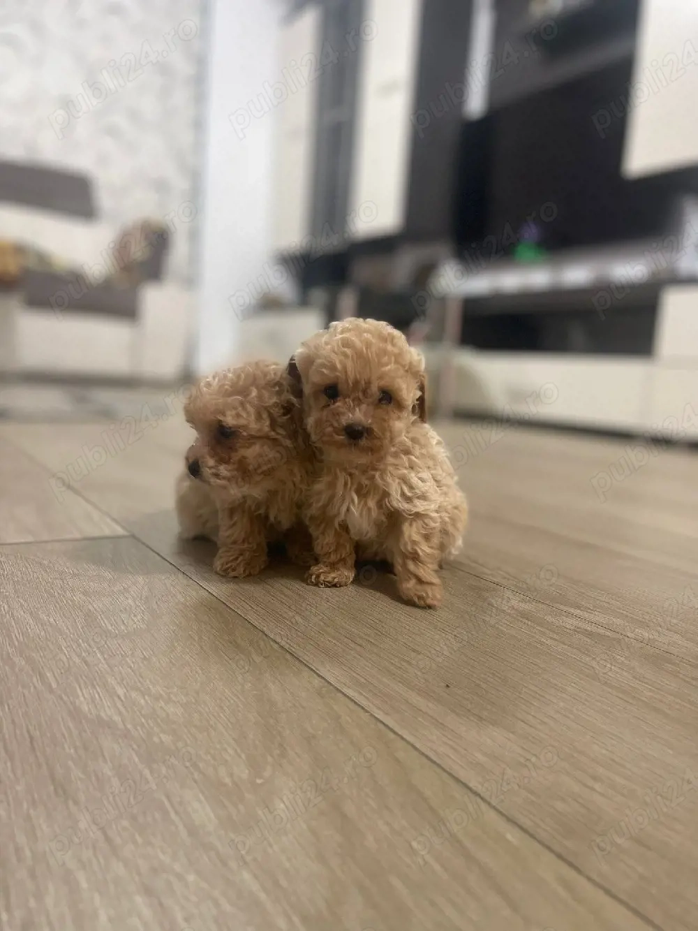maltipoo(pudel)
