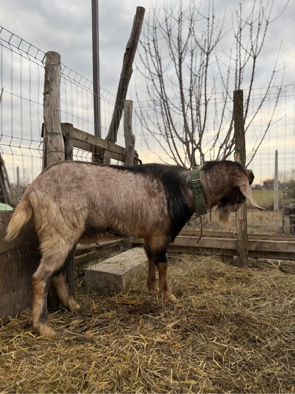 vand tap foarte bun pentru monta