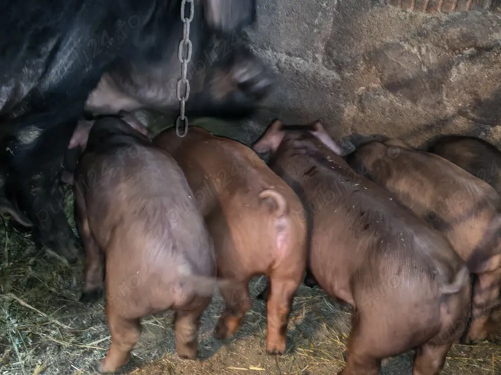 Purcei Duroc