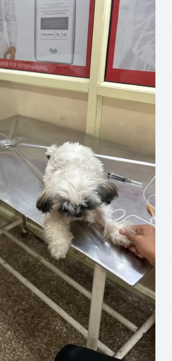 Angajăm medic veterinar cu sau fără experiență!