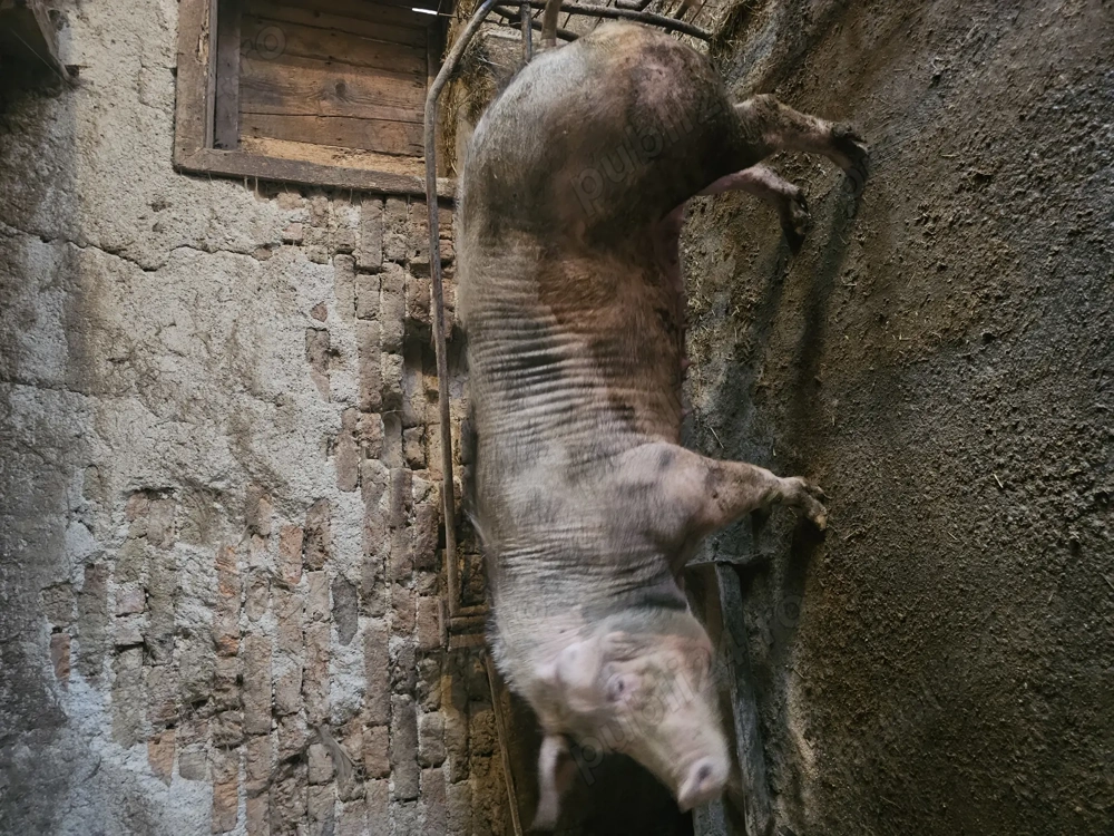 Vând scroafă pentru taiere