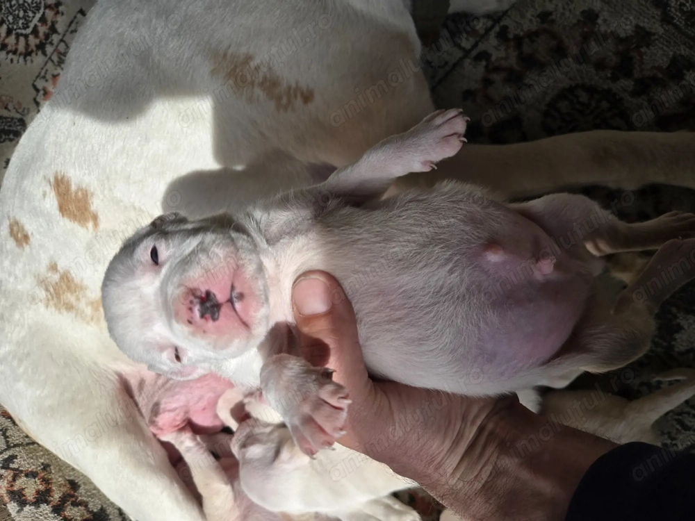 Vând  cățeluși  Amstaff 