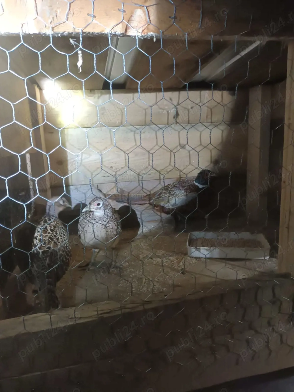 Fazani  de vanzare adulți.