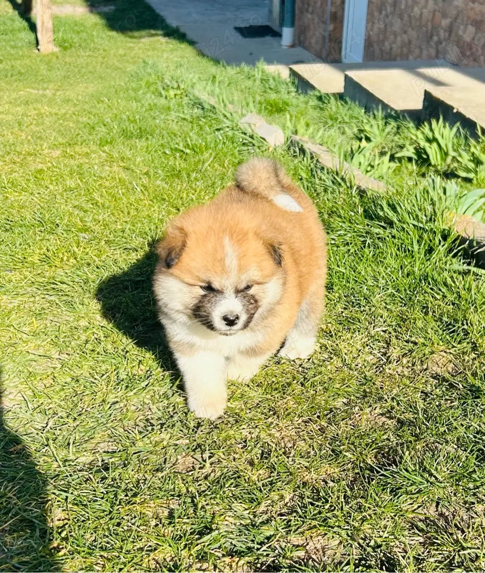 Akita Inu pedigree tip A