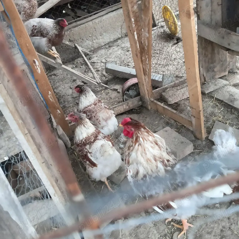 Vând familie wiandotte rosu pe alb 