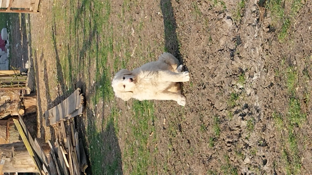 De vânzare căței ciobănesc de Bucovina cu Mioritic