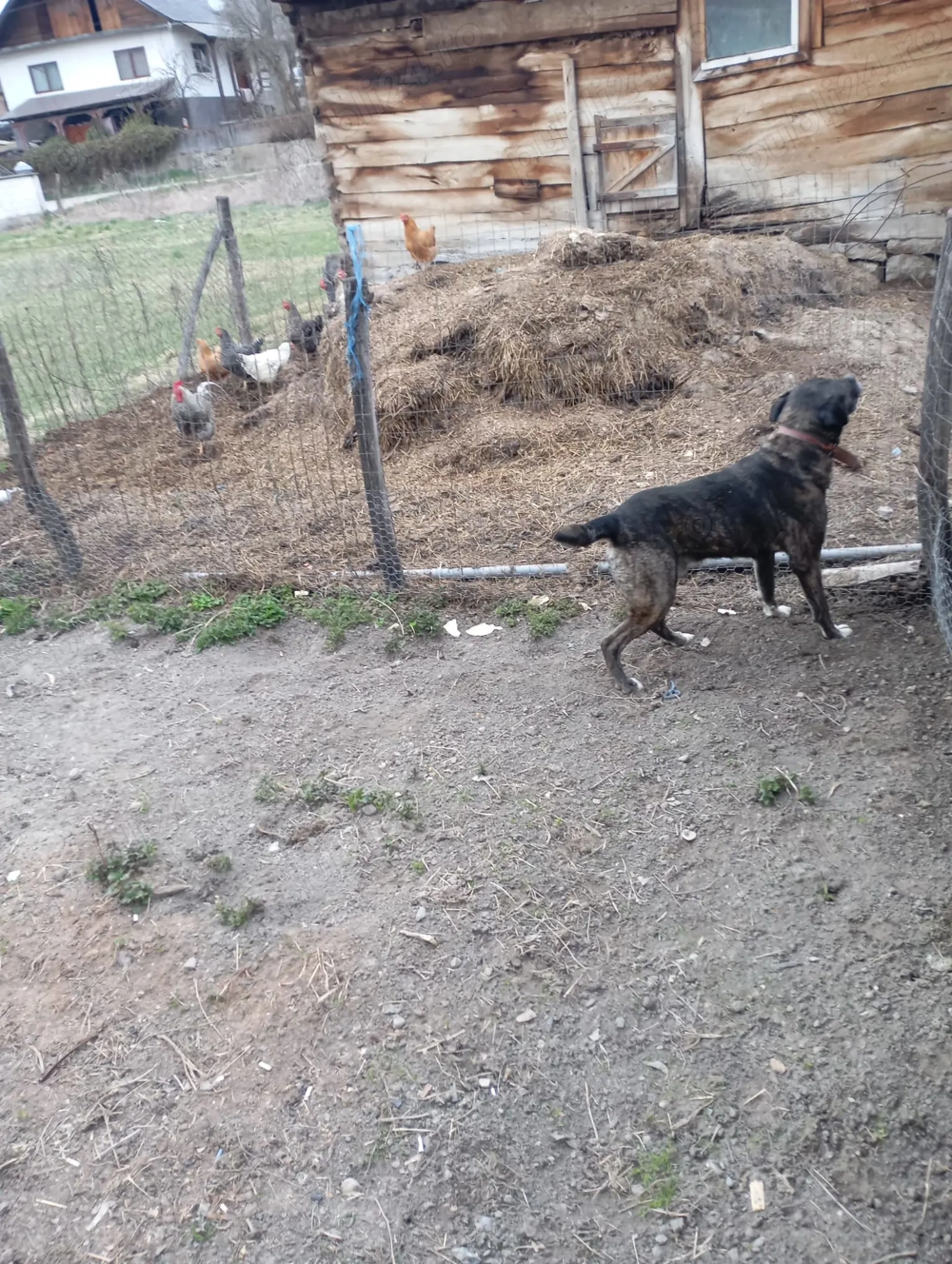 De vânzare Cane corso 
