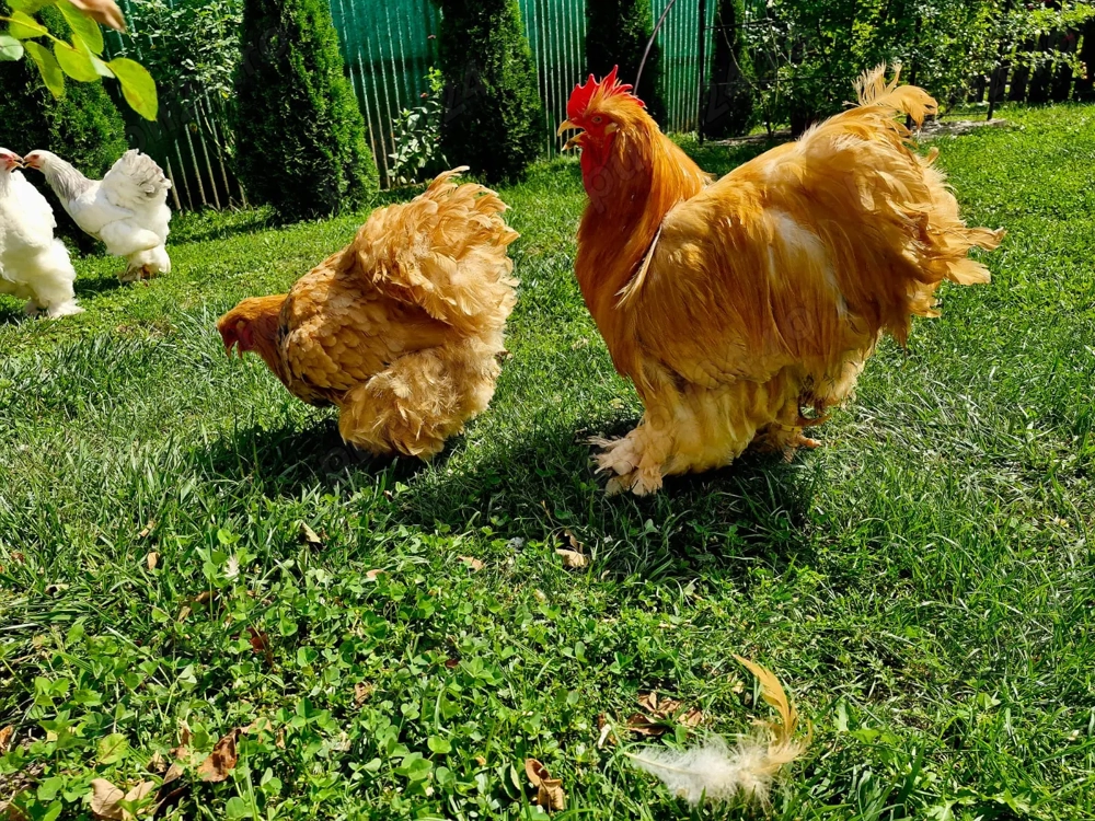 Oua Brahma si Portelan pentru incubat 