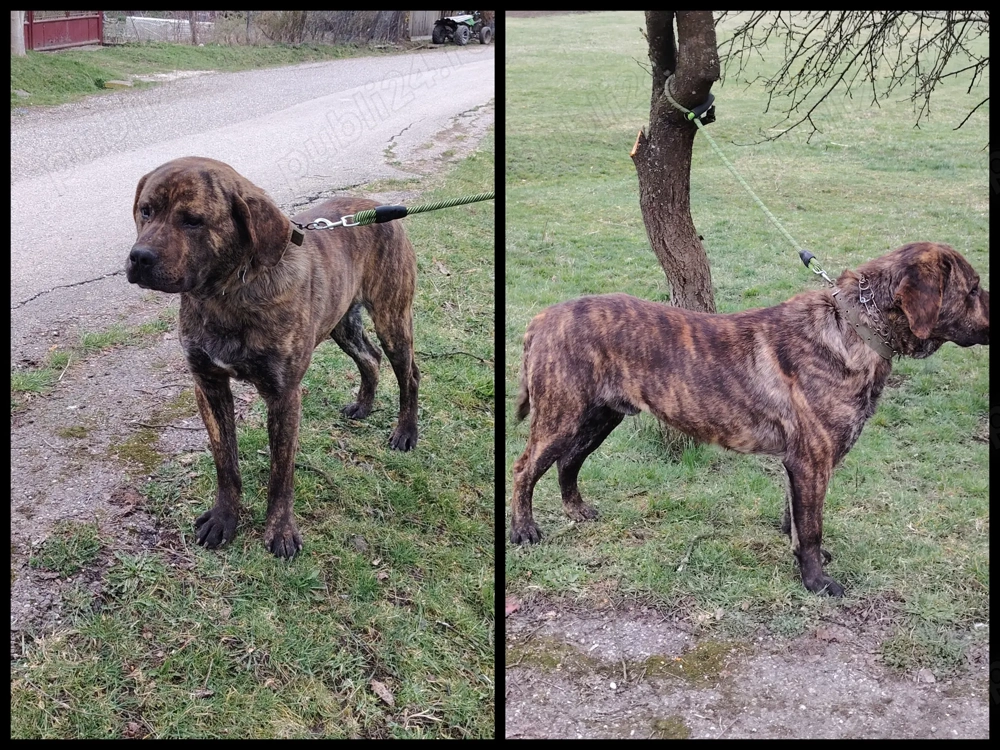 Disponibil metis de Cane Corso 