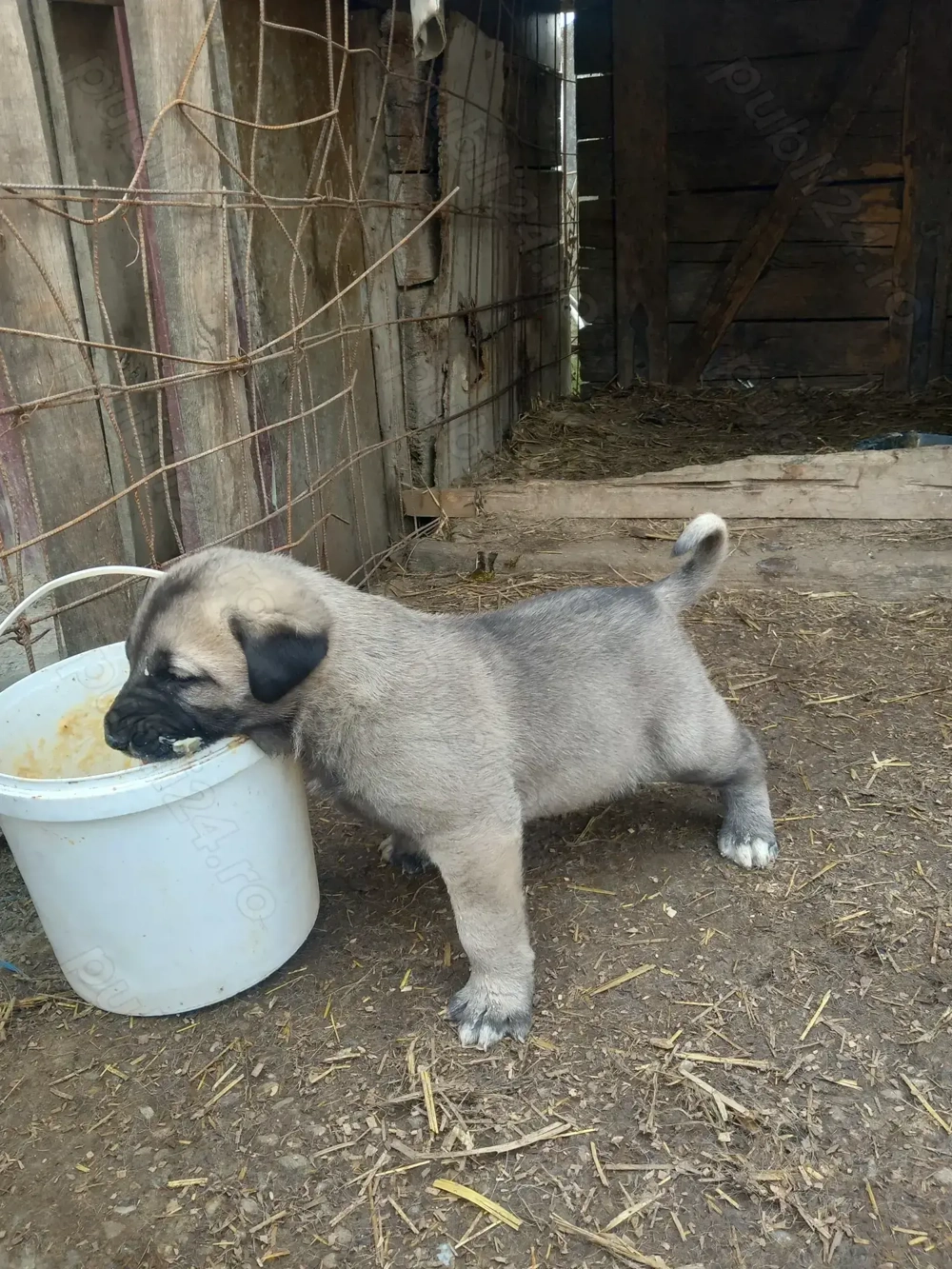 Catei kangal original cautam o casa noua 