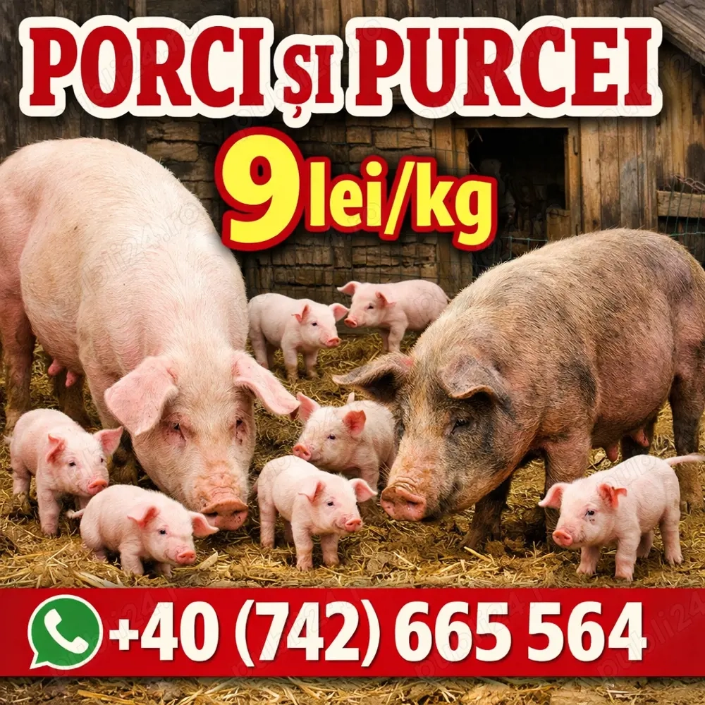 Vand purcei porci 9 lei kg la cântar 