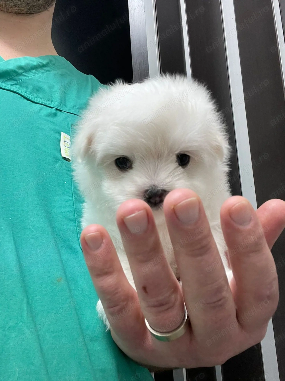 Pui Bichon Maltez   Femelă, 2 luni, microcipată și vaccinată