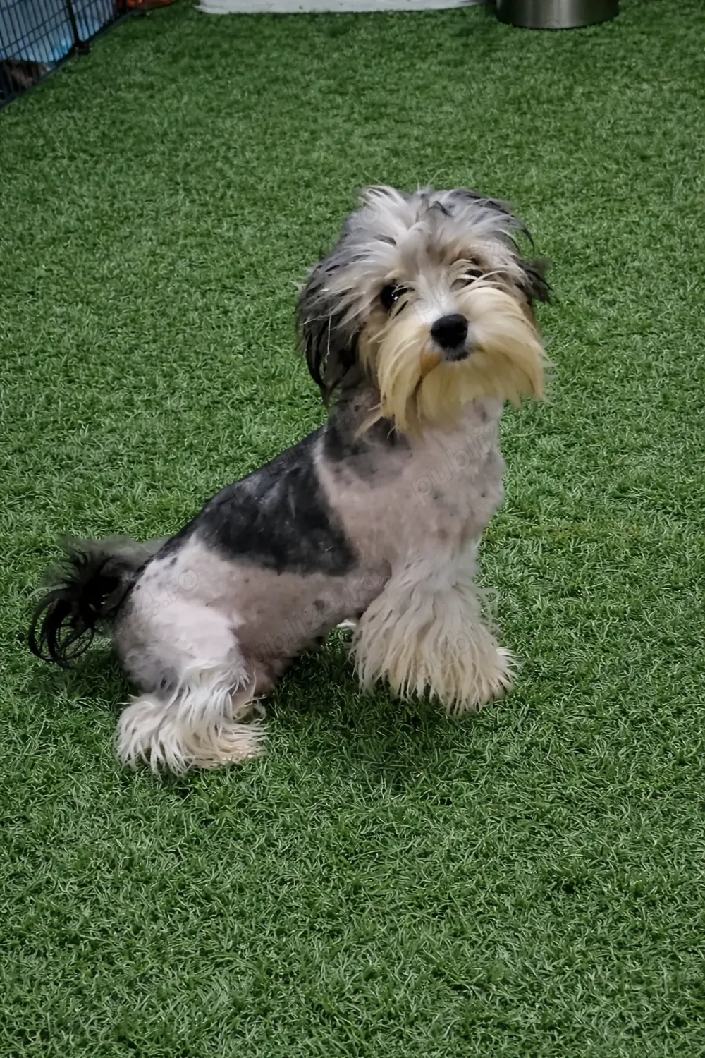Yorkshire terrier fetiță 