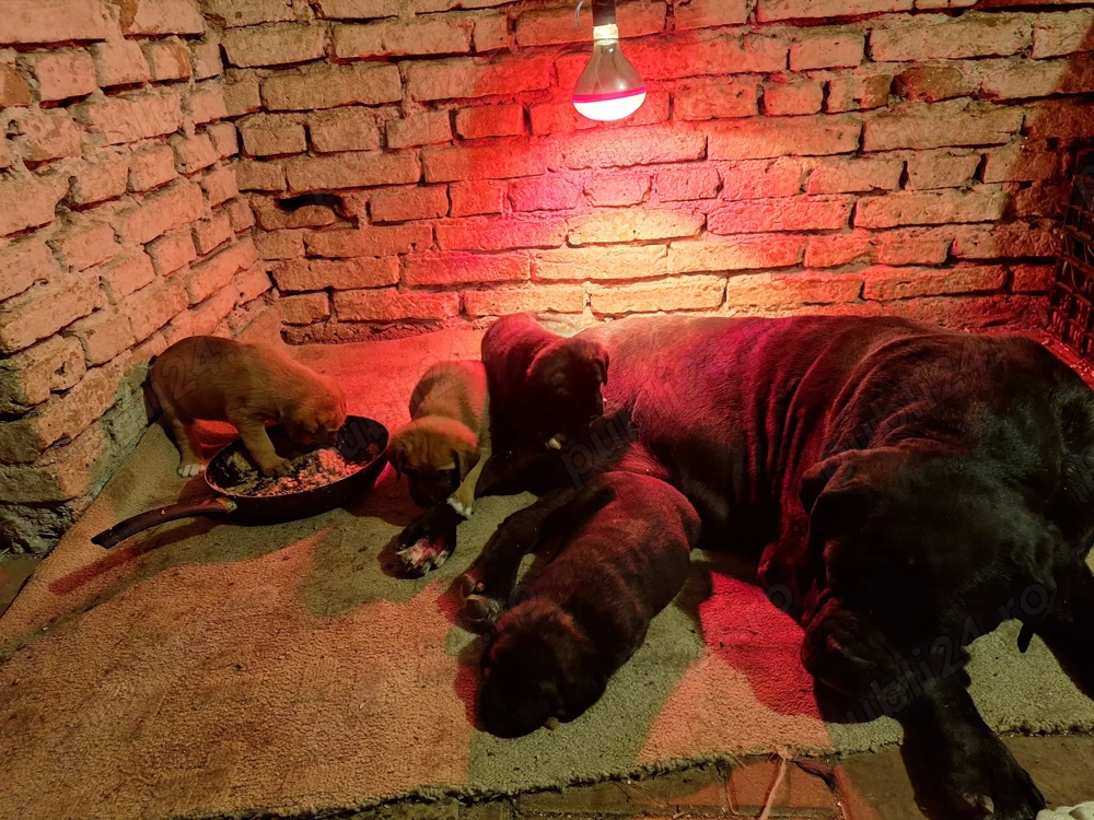 Căței  pentru paza 