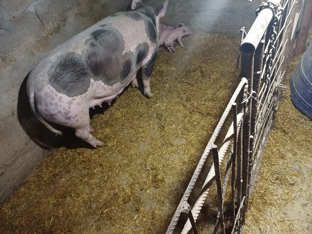 Vând scroafă cu 5 purcei