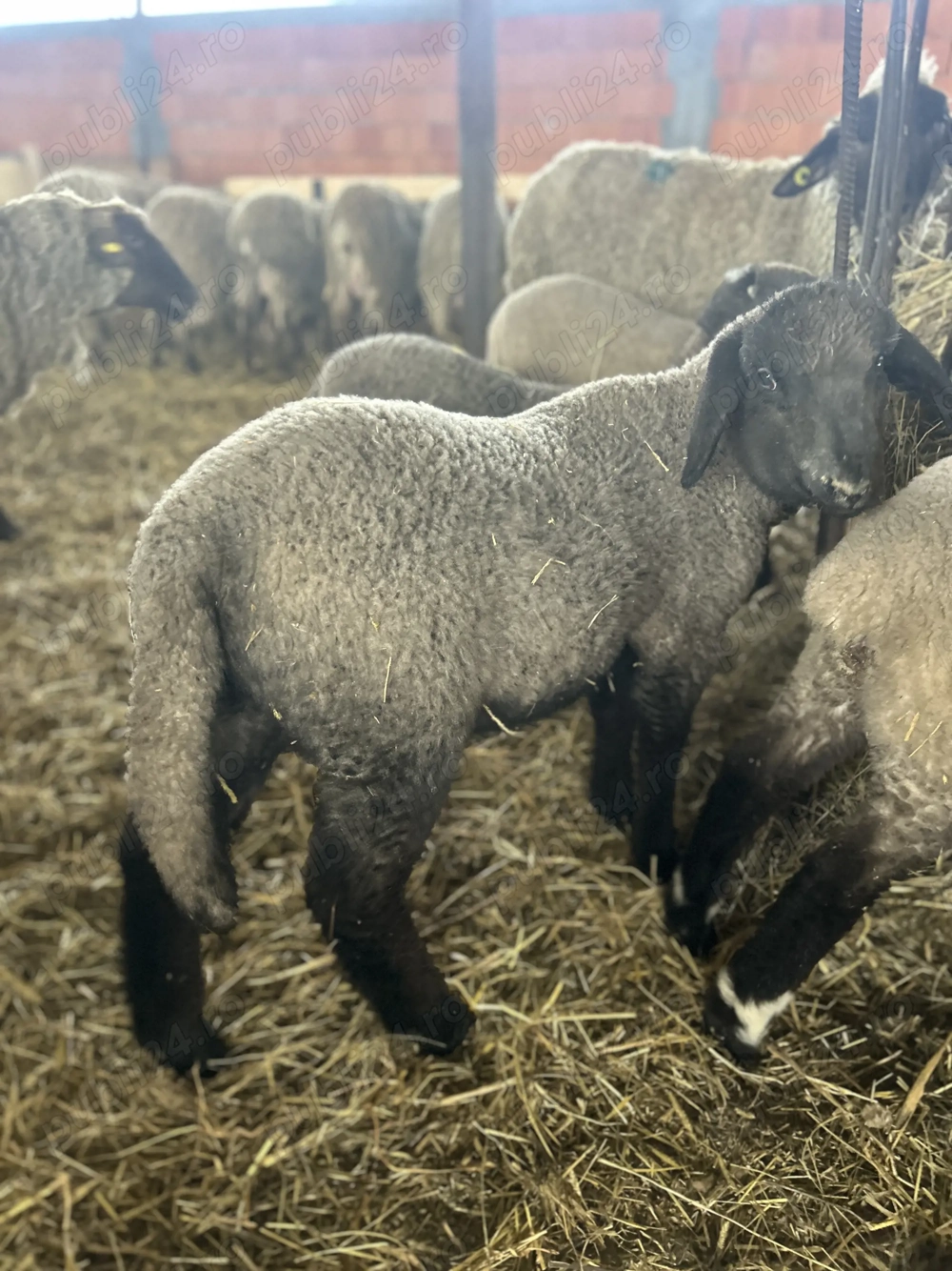 Miei de vânzare calitate superioară 