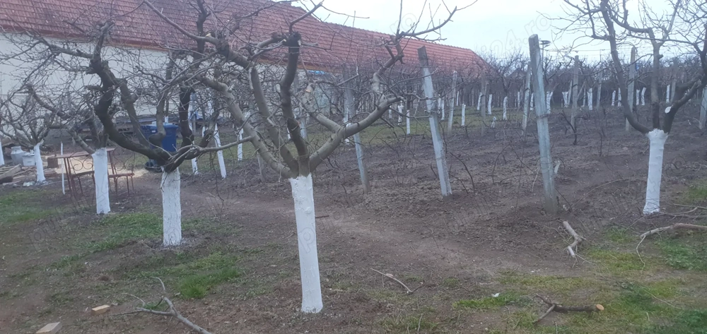 Teren intravilan