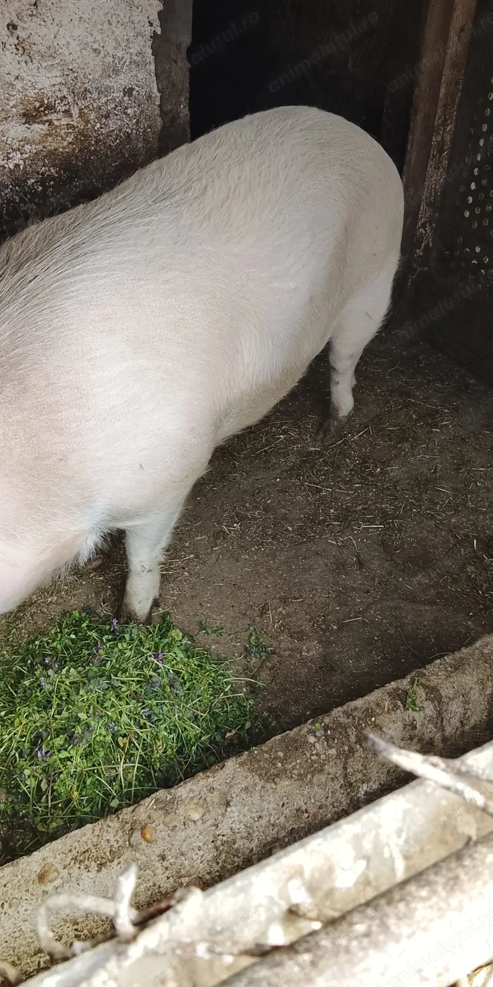 Porc de vânzare 120-150kg