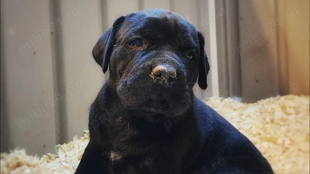 Caut căței metiși să adopt !!!