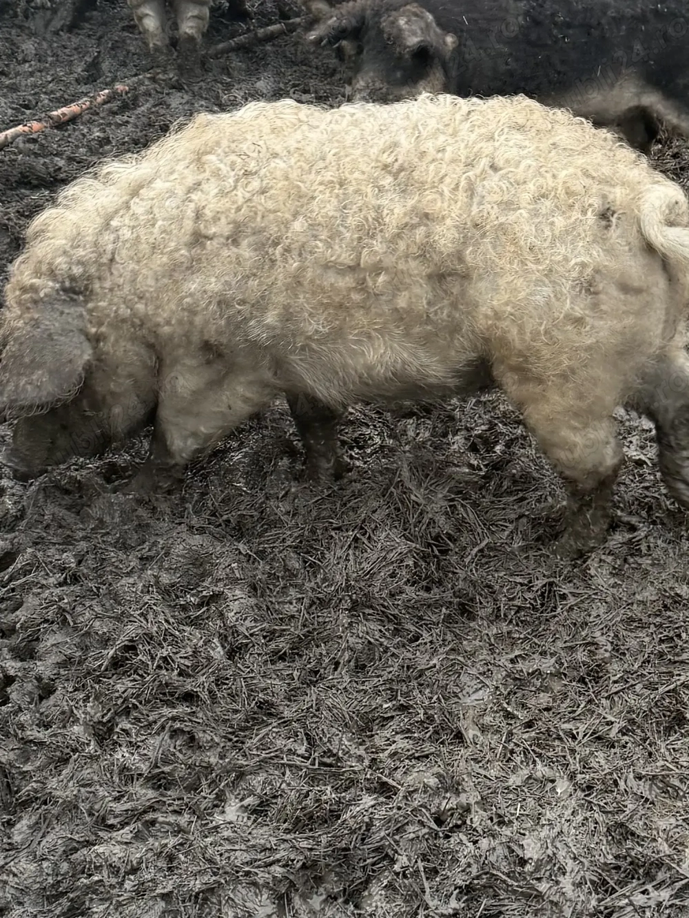 Mangalița reproductie 