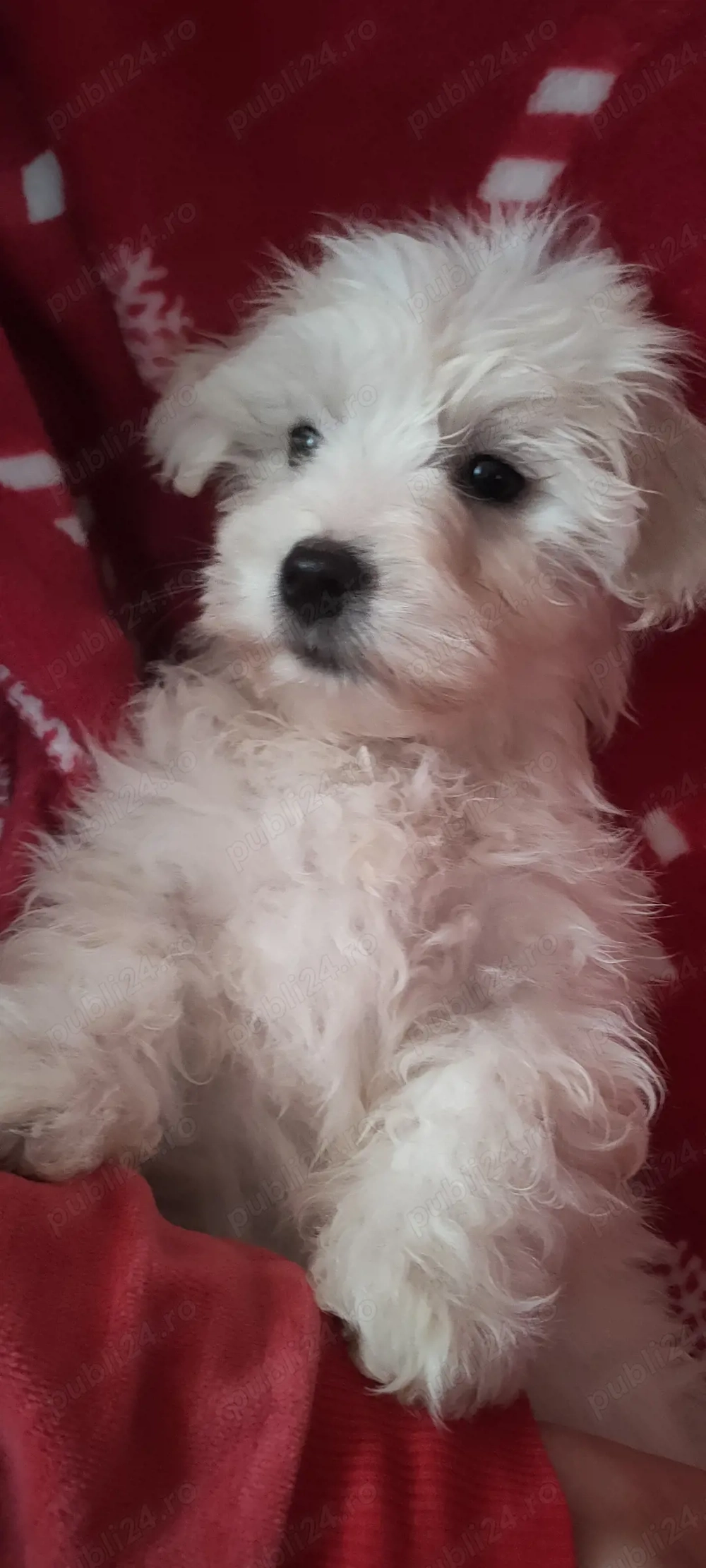 Vand bichon maltez,2 luni si 2 saptamani,din parinti cu pedigree,, vaccinat,carnetel,