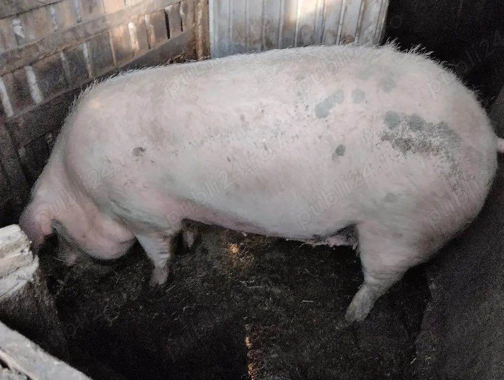 Scroafa de vânzare! Sat Rași!