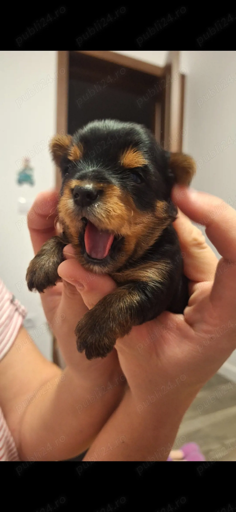 Yorkshire terrier- 1 mascul