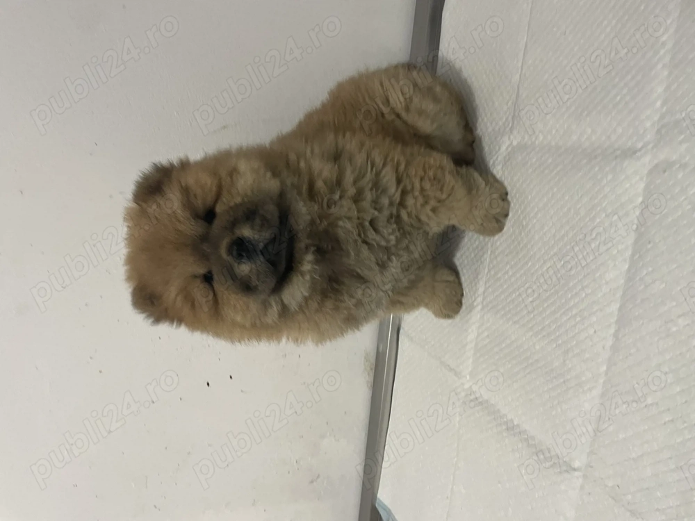 Fetiță chow chow pufoasă și jucăușă