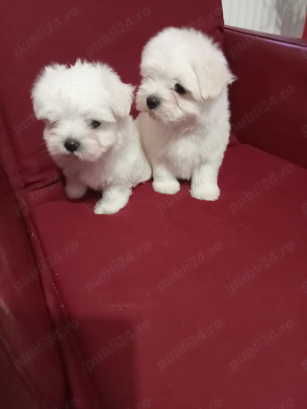 Băiețași bichon maltez