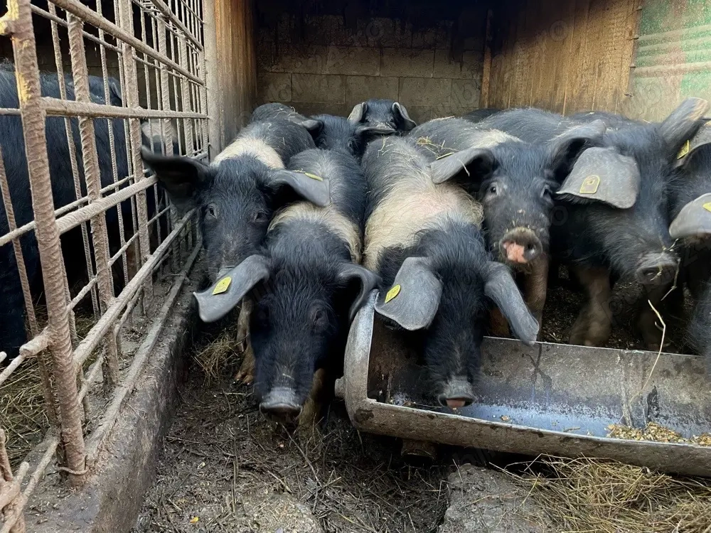 Vand purcei de origine Bazna 