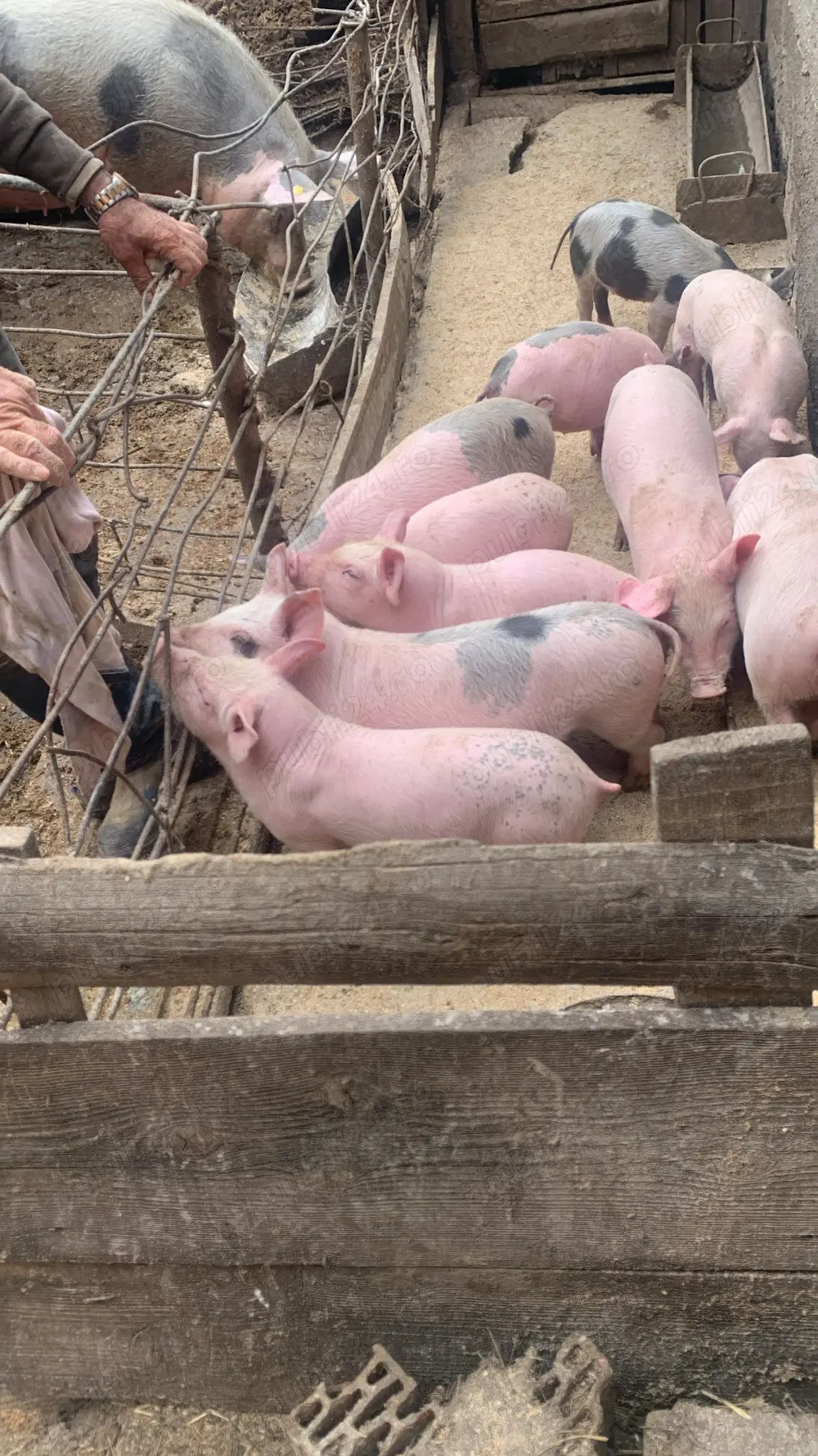 Vand purcei 7saptamani