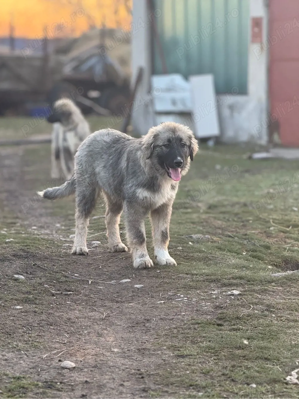 Femela Ciobanesc Romanesc Carpatin cu pedigree