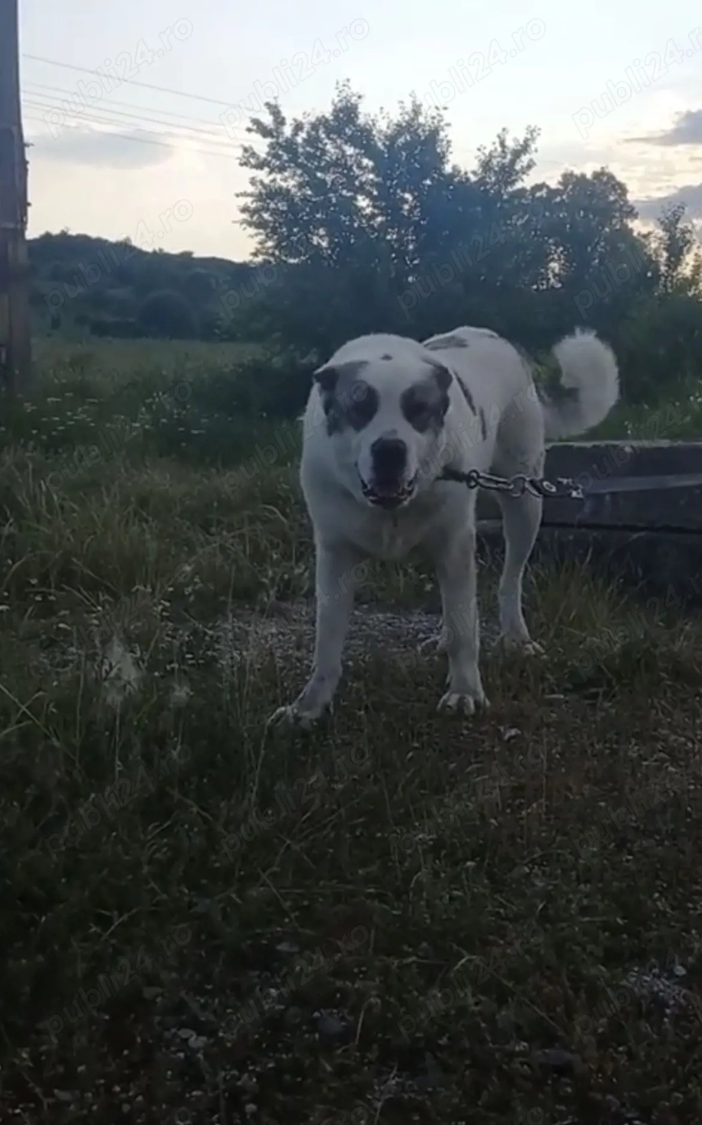 De vanzare  sau schimb cu oi 