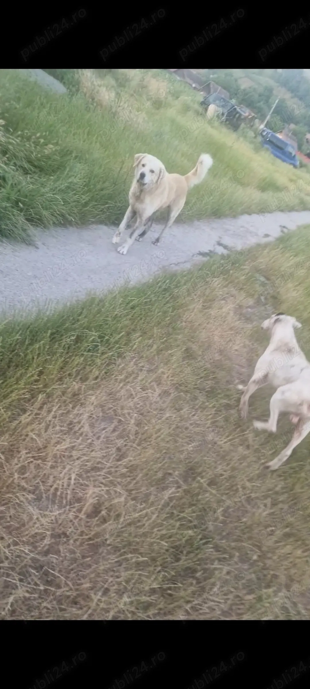 Mascul asia centrala 