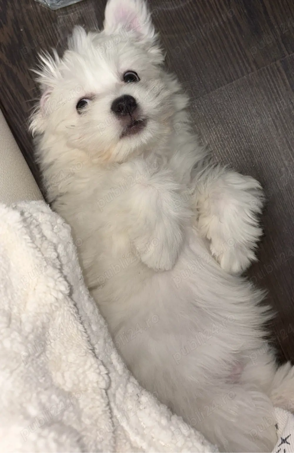 Pui de Bichon Mini Toy