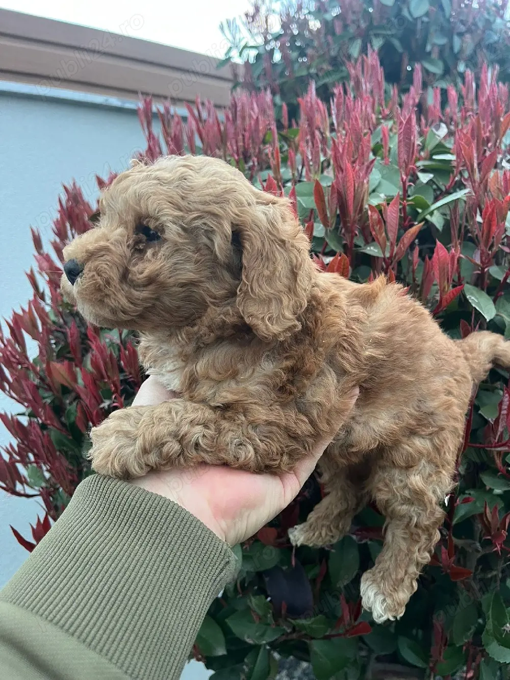 Pudel fetita disponibil toy