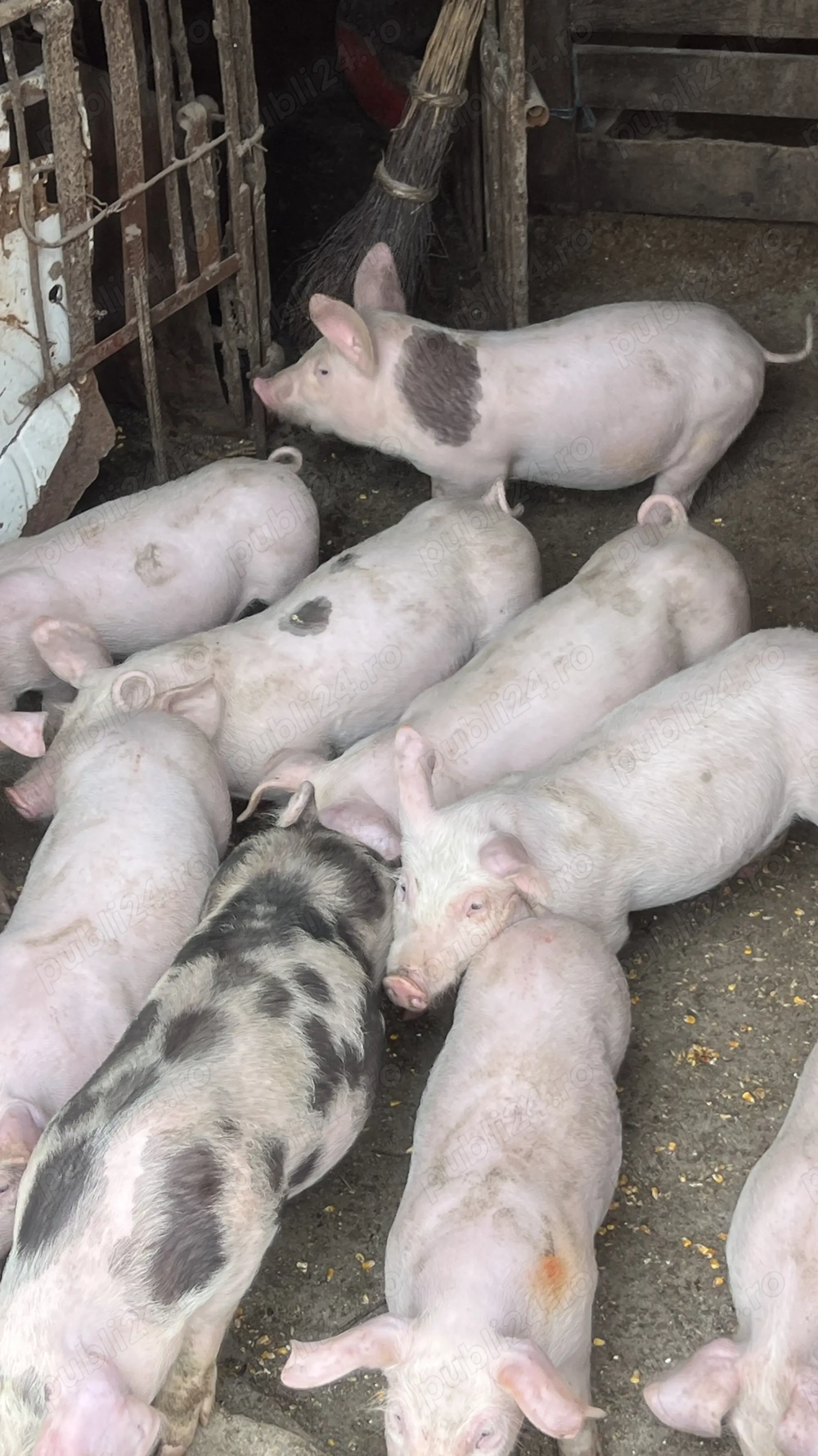 Vând purceii de 8 săptămâni 