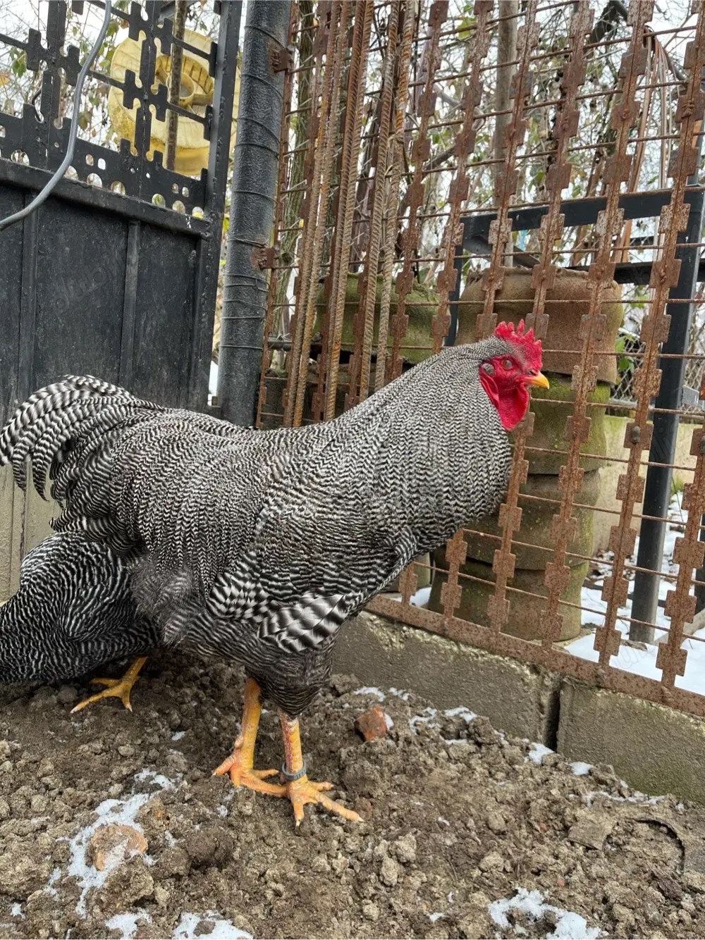 Ouă de găini plymouth 