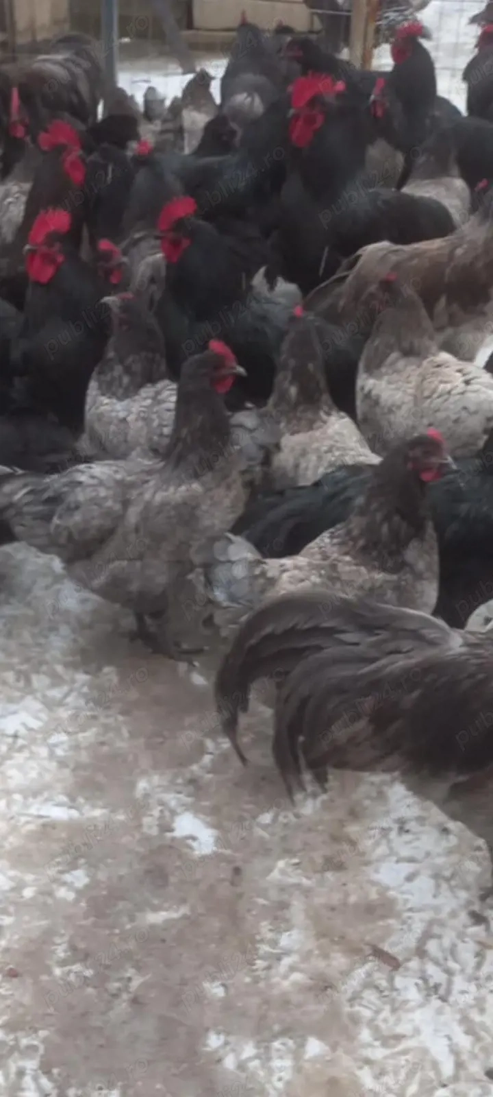 Ouă pentru incubat de Austrolop 