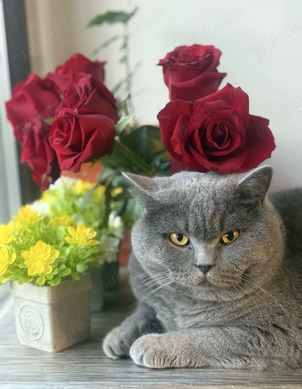 British Shorthair Blue