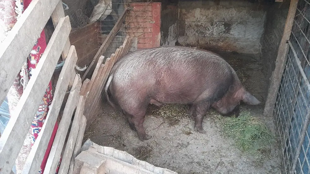 De vanzare jumate sau un sfert cine doreste 