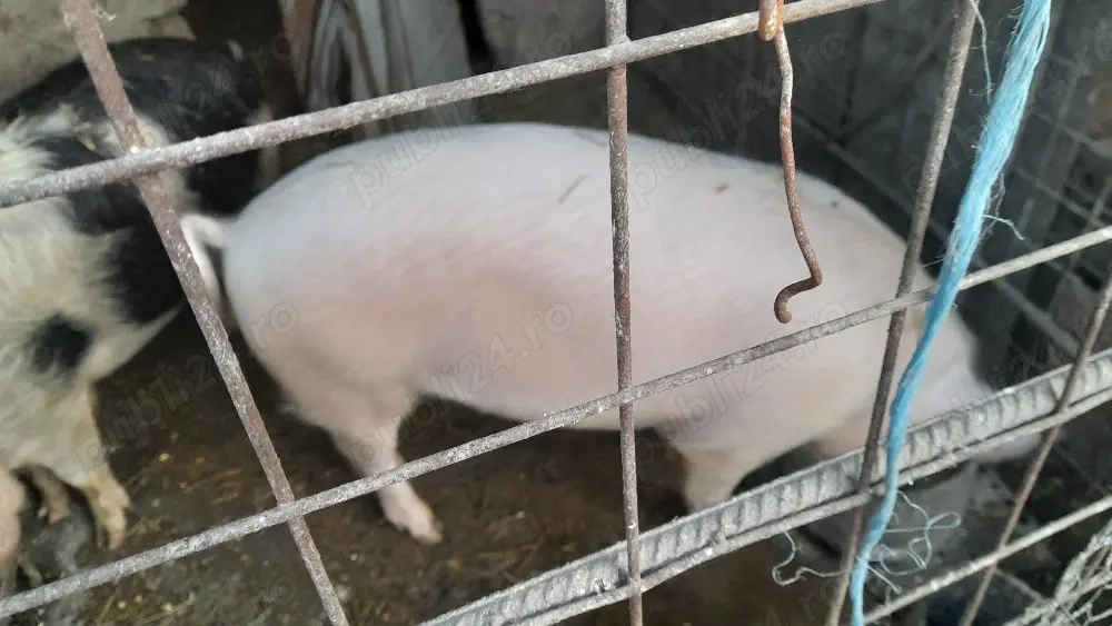 de vanzare cine doreste de taiat sau de tinut 