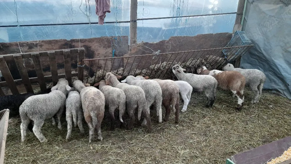 Miei de paste cine doreste 