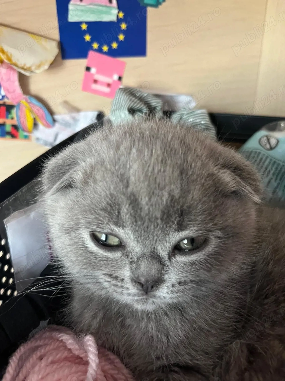  Pisica Brittish & Scottish 